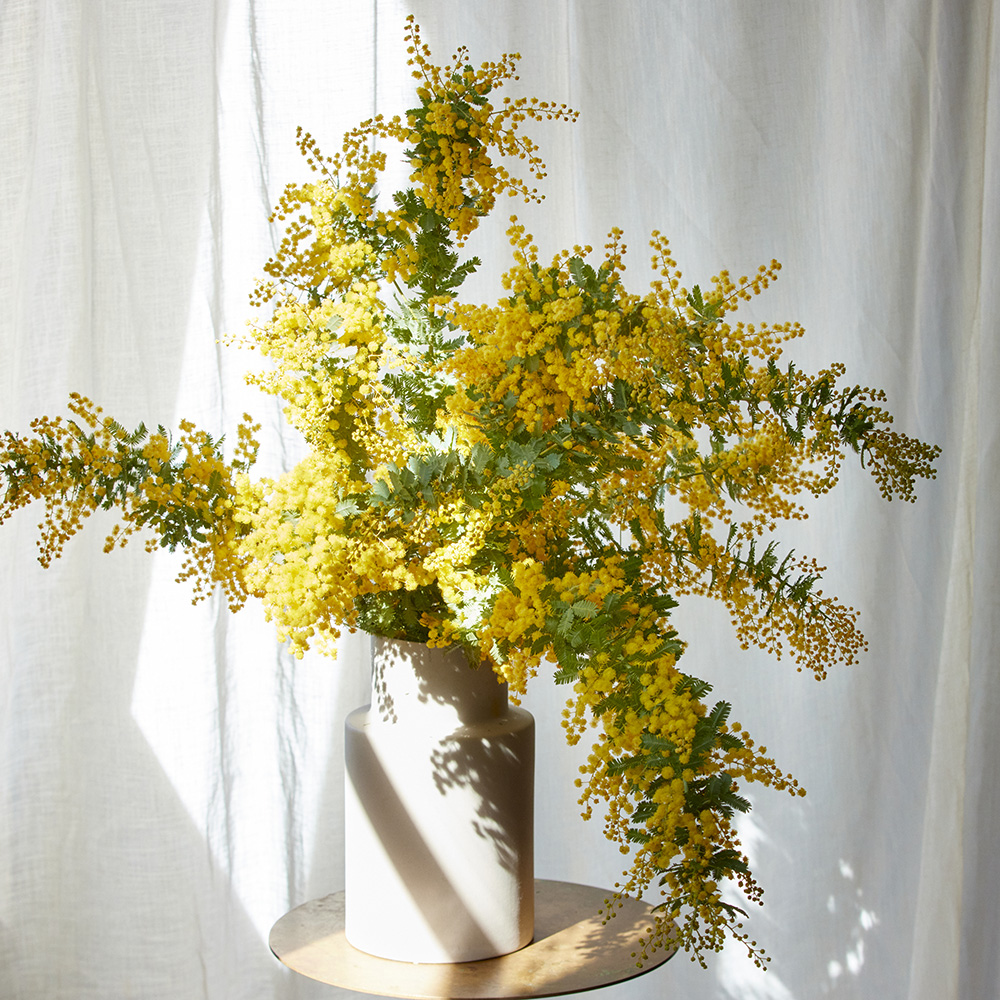 幸せの黄色の花、ミモザで祝う「国際女性デー」