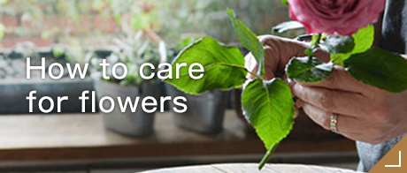 How to care for flowers