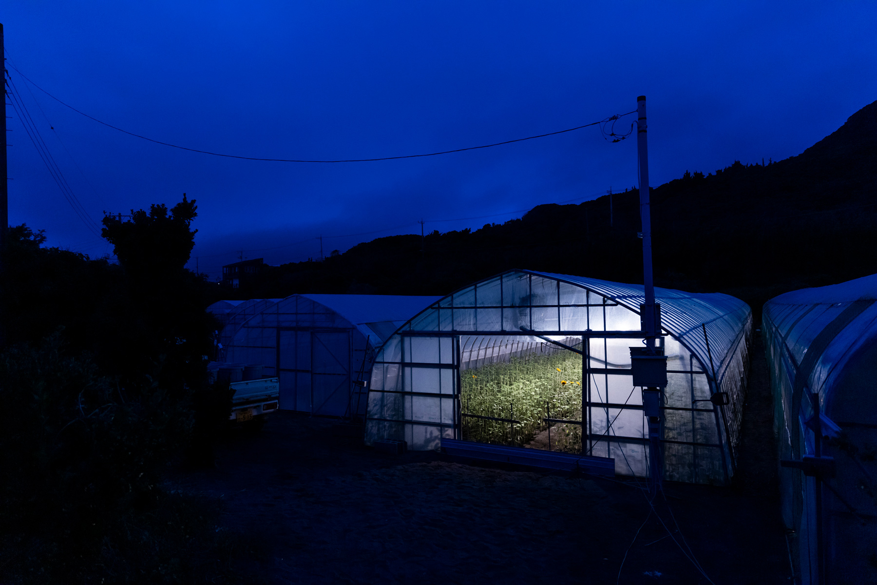 ヤマキ花卉園のひまわり 花 フラワーギフトなら青山フラワーマーケット 青山フラワーマーケット公式 花屋 花 花束 フラワーギフト 通販