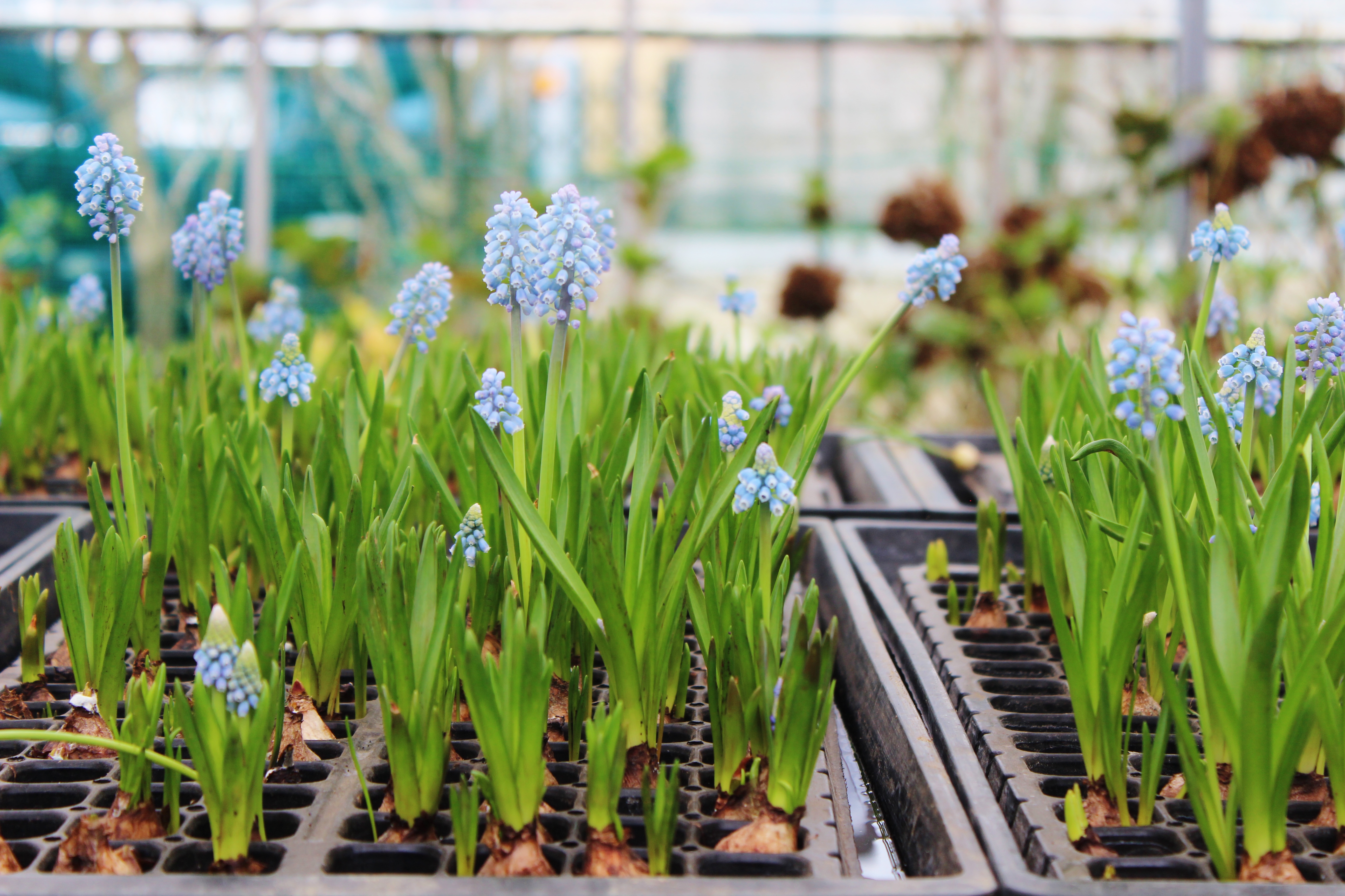 ユナイテッドフラワーファーム 神奈川県生産者レポート 花 フラワーギフトなら青山フラワーマーケット 青山フラワーマーケット公式 花屋 花 花束 フラワーギフト 通販