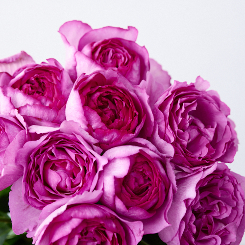 産直 Miwa Rose Factoryのイブピアッチェ 12本 青山フラワーマーケット公式 花屋 花 花束 フラワーギフト 通販 産直 Miwa Rose Factoryのイブピアッチェ 12本 青山フラワーマーケット公式 花屋 花 花束 フラワーギフト 通販