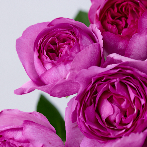 産直 Miwa Rose Factoryのイブピアッチェ 12本 青山フラワーマーケット公式 花屋 花 花束 フラワーギフト 通販