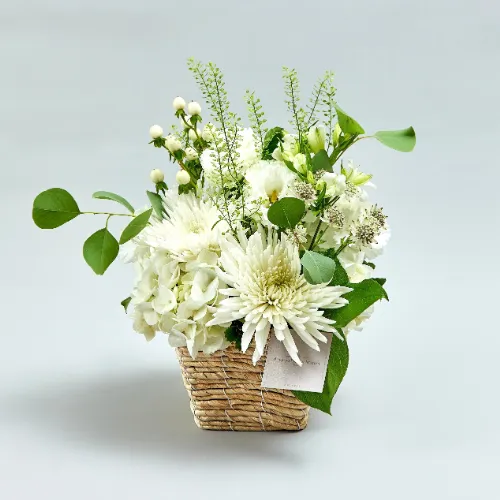 memorial_white」の検索結果 | 青山フラワーマーケット｜花束・ギフト