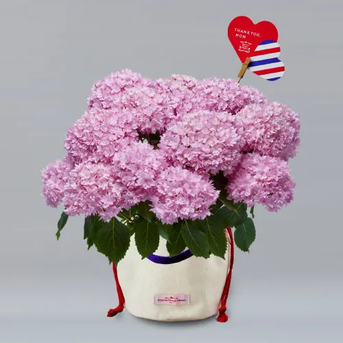 【母の日 -店舗共通-】鉢アジサイ「ベル ピンク」