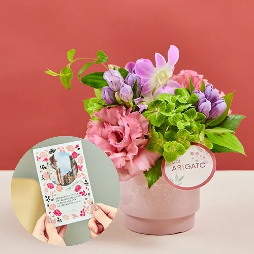 そら　生花　カーネーション　デンファレ サンダンスグリーン クール便 生花】SPカーネ[グリーン]コロンビア産 【OR-89】 - 花材通販は