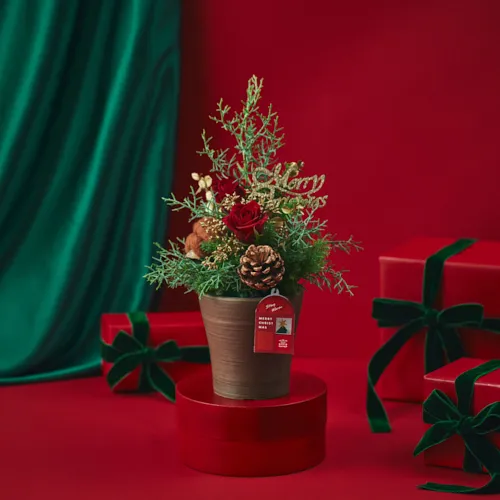 青山フラワーマーケット 天然素材 クリスマスツリー Amazon｜青山フラワーマーケット 天然素材 クリスマスツリー Aoyama