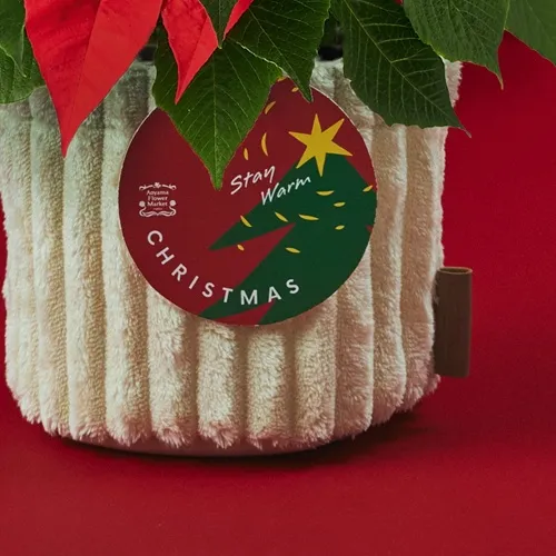 祝福する」が花言葉のポインセチアの花鉢 塩原卓哉さんのポインセチア