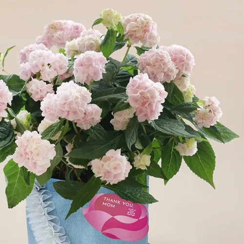 青山フラワーマーケット｜花や緑とともに暮らす毎日を