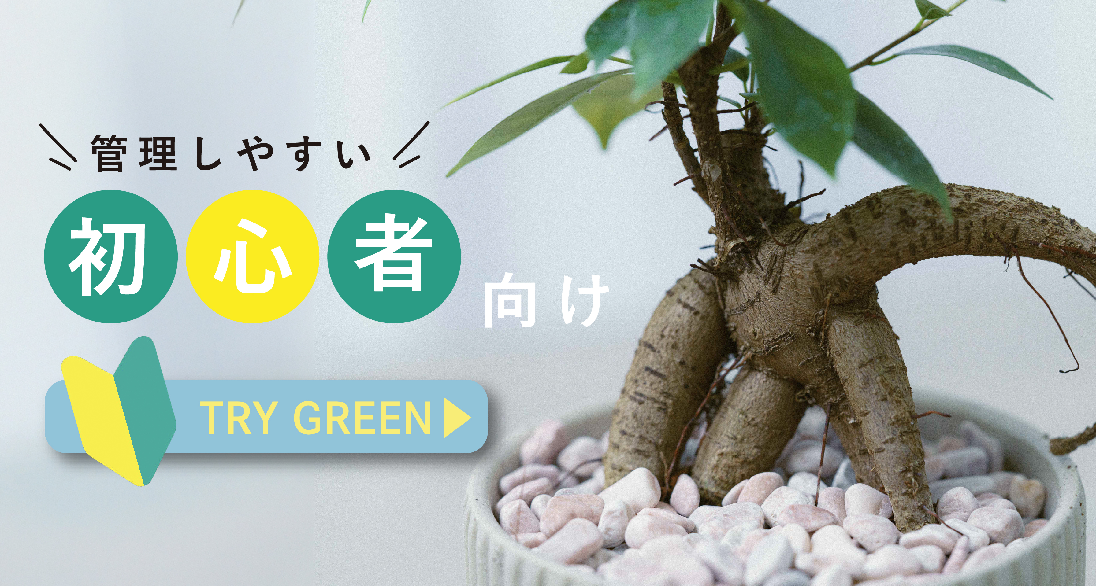 初心者におすすめの観葉植物特集｜育てやすい種類と選び方 | 青山