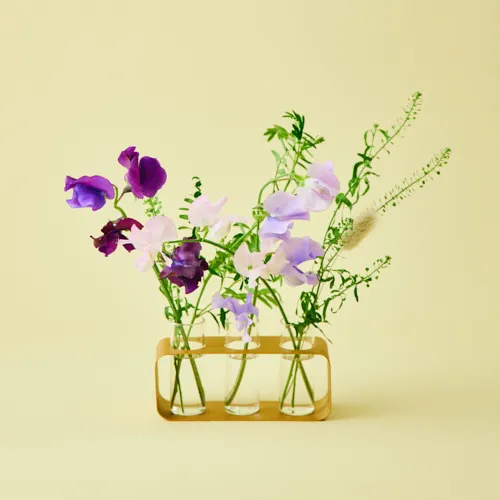 1/9～1/21到着】飛び立つ蝶を思わせるスイートピーが主役 スイートピー