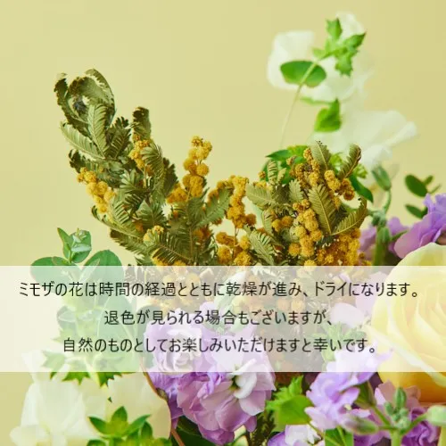 1/23～2/28到着】春の香りをまとったフラワーギフト ミモザの花ギフト