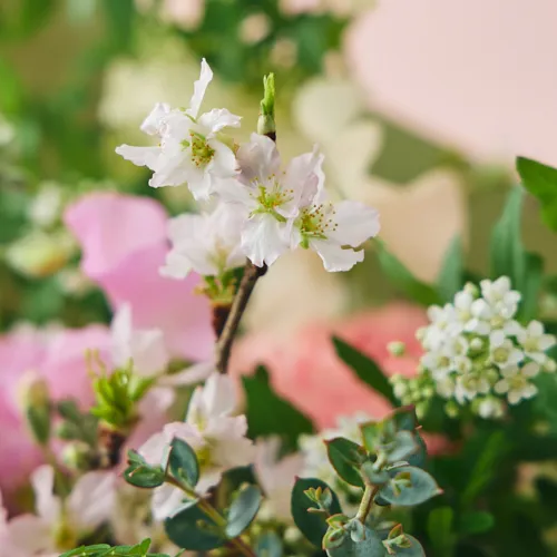 2/1～2/28到着】しなやかに咲き誇る春の訪れを知らせる花々 桜ギフト