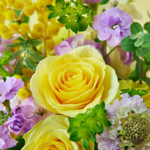 1/23～2/28到着】春の香りをまとったフラワーギフト ミモザの花ギフト