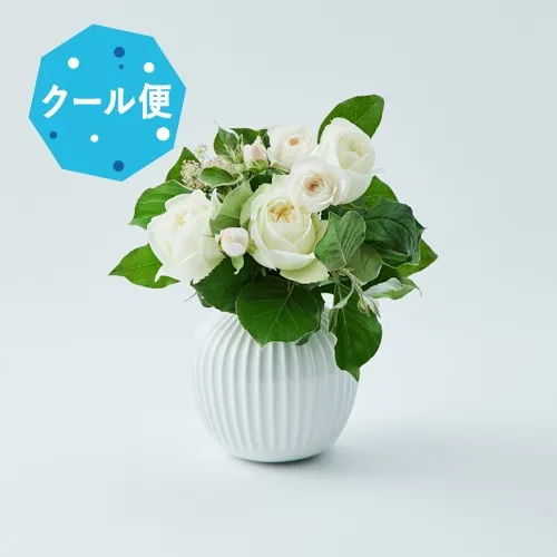 6/1～6/30到着】凛とした白バラが主役。そのまま生けれるベース付き