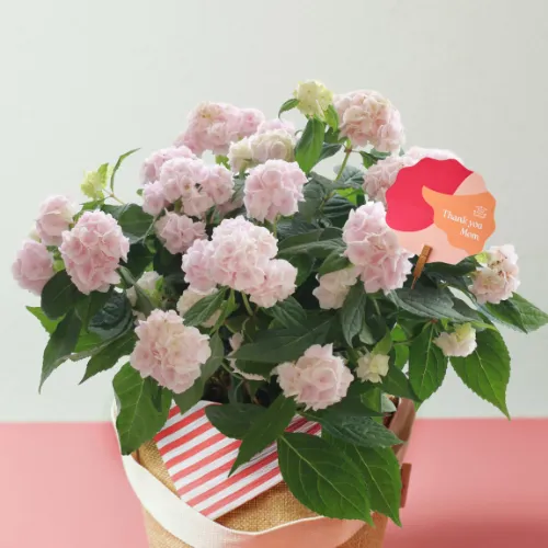 獅子と花の陶器鉢 30x30 95893.S.jpg