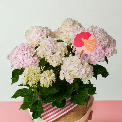 宝石のような気品に満ちた花姿 【母の日遅れてごめんね】鉢アジサイ