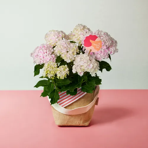 宝石のような気品に満ちた花姿 【母の日遅れてごめんね】鉢アジサイ