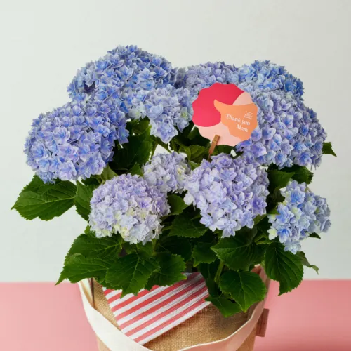 鉢植え | 青山フラワーマーケット｜花束・ギフトのオンラインショップ