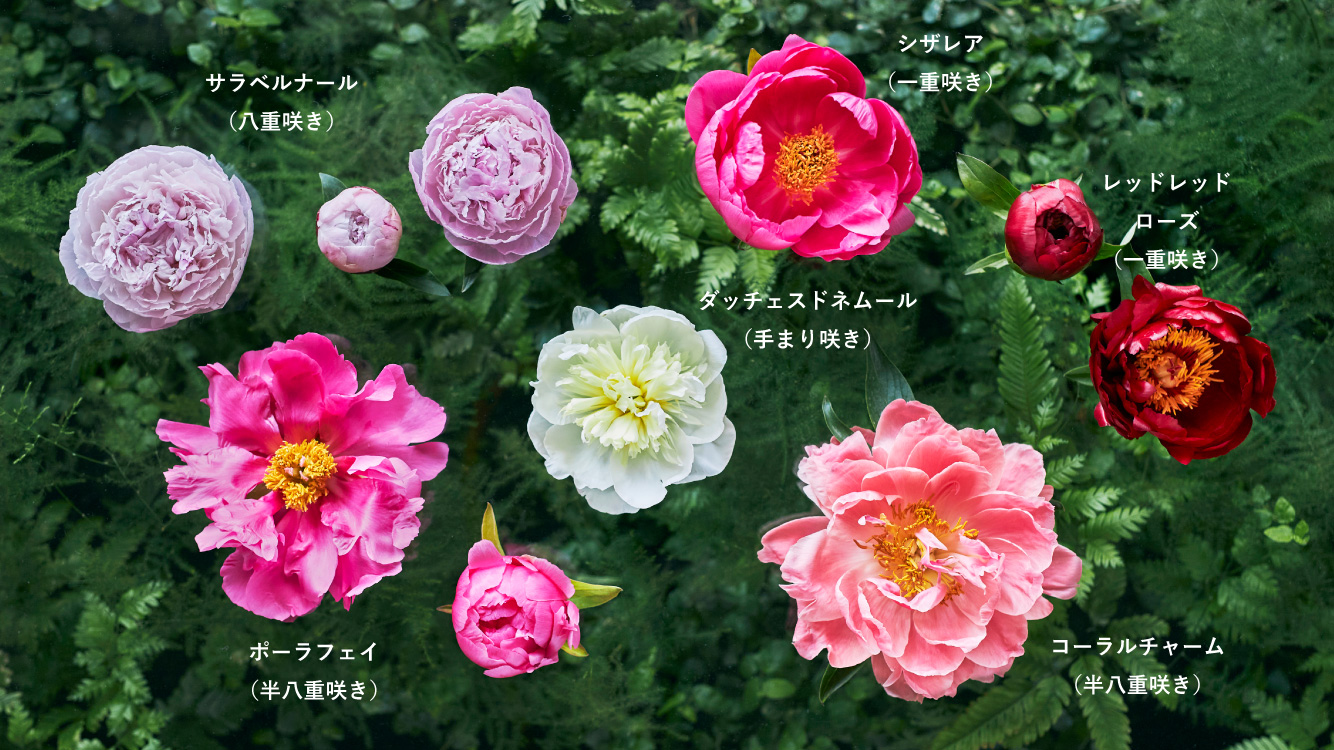 Monthly Flower シャクヤク 花 フラワーギフトなら青山フラワーマーケット 青山フラワーマーケット公式 花屋 花 花束 フラワーギフト 通販