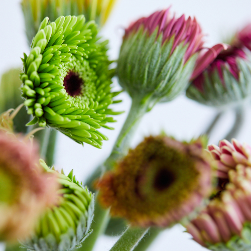 産直】アドアーフローカのガーベラ つぼみミックス20本 | 青山フラワー