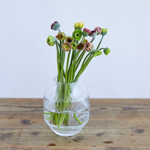 産直】アドアーフローカのガーベラ つぼみミックス20本 | 青山フラワー