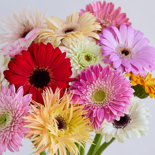 産直】アドアーフローカのガーベラ つぼみミックス20本 | 青山フラワー