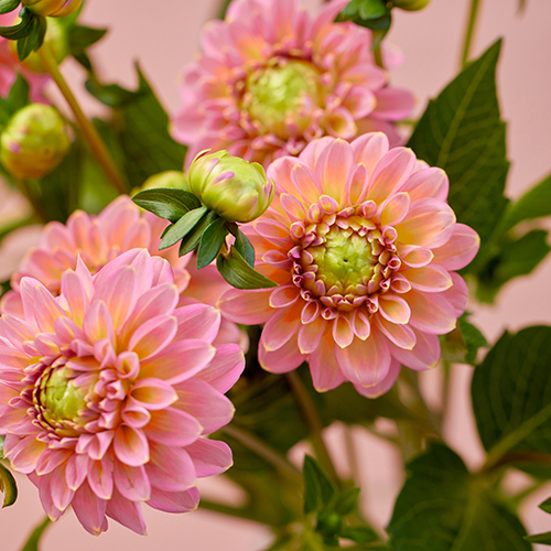 産直】日光園芸のミニダリア「ホットピンクオセロ」Gift Bouquet