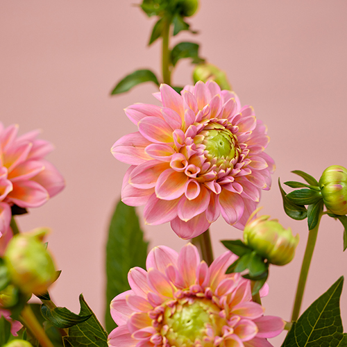 産直】日光園芸のミニダリア「ホットピンクオセロ」Gift Bouquet