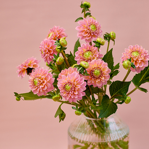 産直】日光園芸のミニダリア「ホットピンクオセロ」10本 | 青山