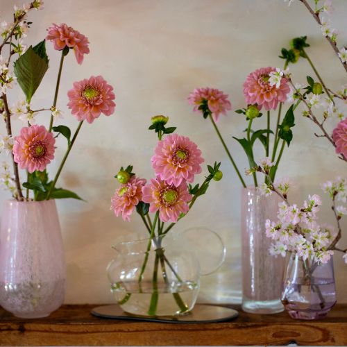 産直】日光園芸のミニダリア「ホットピンクオセロ」Gift Bouquet