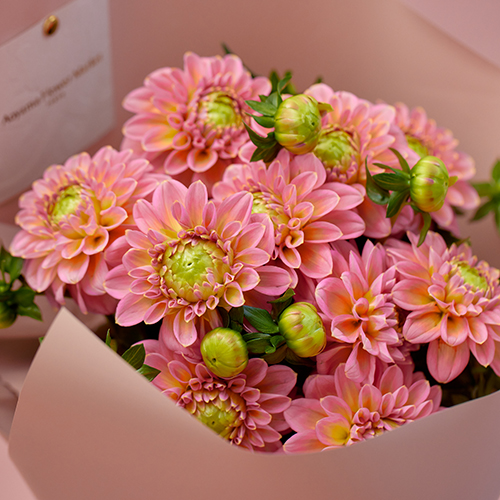 産直】日光園芸のミニダリア「ホットピンクオセロ」Gift Bouquet