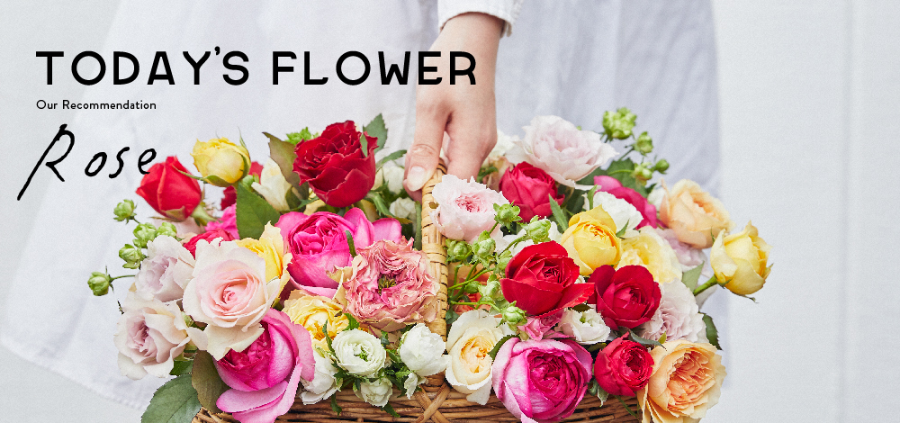 Today S Flower バラ 特集 花 フラワーギフトなら青山フラワーマーケット 青山フラワーマーケット公式 花屋 花 花束 フラワーギフト 通販 Today S Flower バラ 特集 花 フラワーギフトなら青山フラワーマーケット 青山フラワーマーケット公式 花屋 花 花束 フラワーギフト 通販