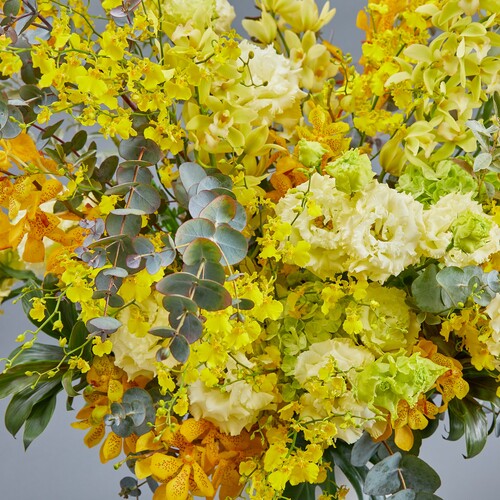 ミモザ 約160cm 鮮やかな黄色の花 開店・オフィス移転などフォーマルなお祝いに【カラードアレンジメント