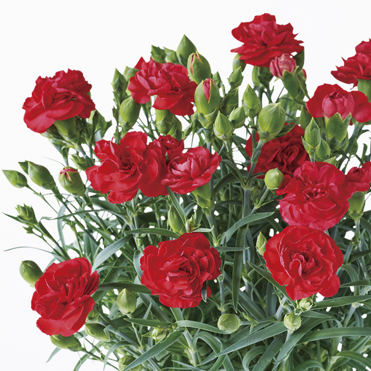 母の日ギフトの花鉢をより長く楽しむために | 青山フラワーマーケット