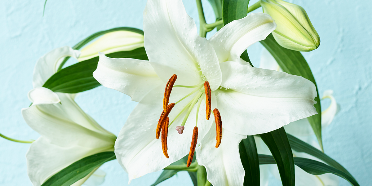 ユリのお手入れ方法 青山フラワーマーケット公式 花屋 花 花束 フラワーギフト 通販