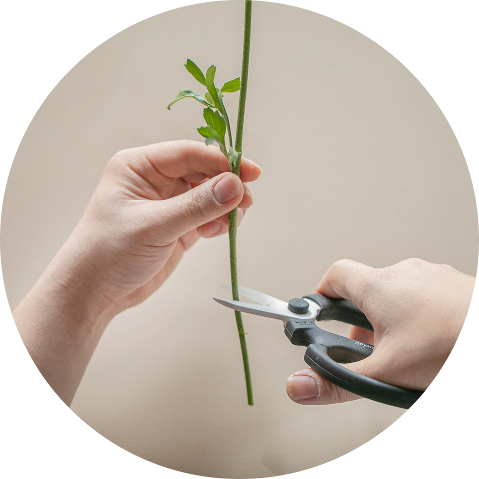 ラナンキュラスのお手入れ方法 花 フラワーギフトなら青山フラワーマーケット 青山フラワーマーケット公式 花屋 花 花束 フラワーギフト 通販 ラナンキュラスのお手入れ方法 花 フラワーギフトなら青山フラワーマーケット 青山フラワーマーケット公式 花屋 花 花束 フラワーギフト 通販