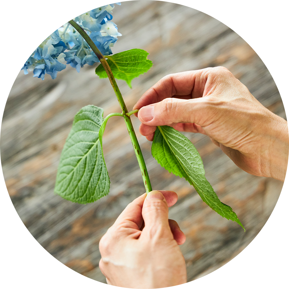 アジサイ（切花）のお手入れ方法 | 花・フラワーギフトなら青山