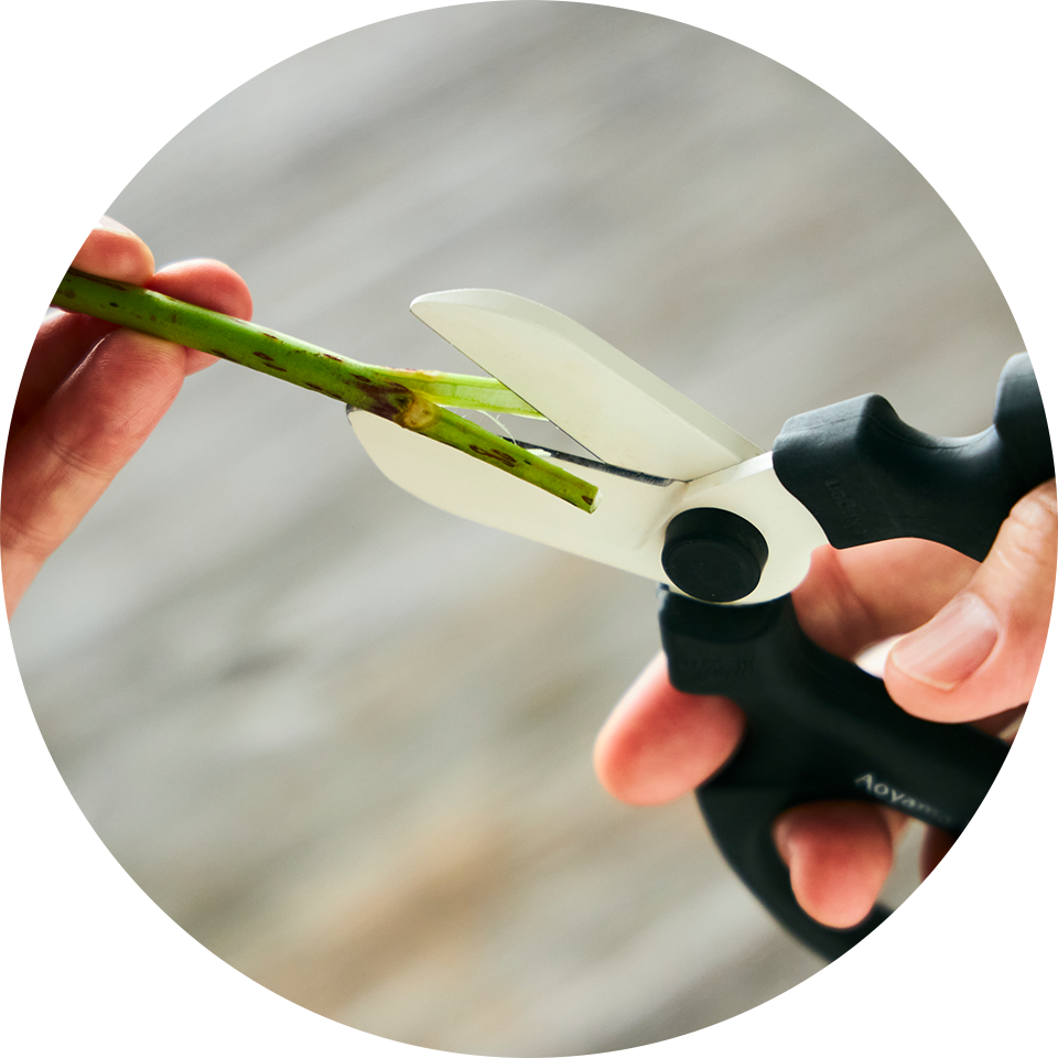 アジサイ（切花）のお手入れ方法 | 花・フラワーギフトなら青山