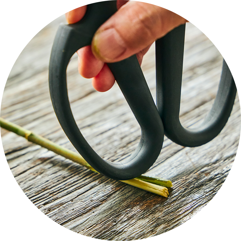 クチナシ 切花 のお手入れ方法 青山フラワーマーケット公式 花屋 花 花束 フラワーギフト 通販 クチナシ 切花 のお手入れ方法 青山フラワーマーケット公式 花屋 花 花束 フラワーギフト 通販