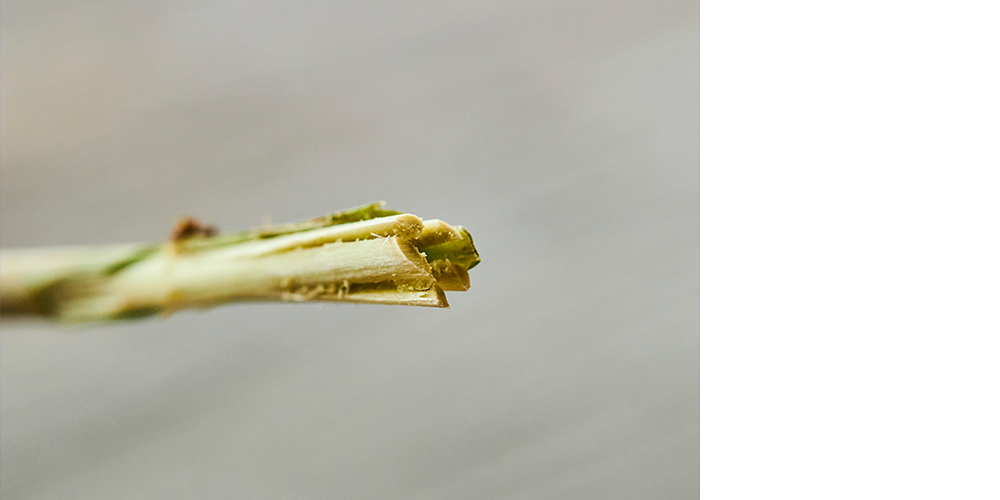 クチナシ 切花 のお手入れ方法 青山フラワーマーケット公式 花屋 花 花束 フラワーギフト 通販