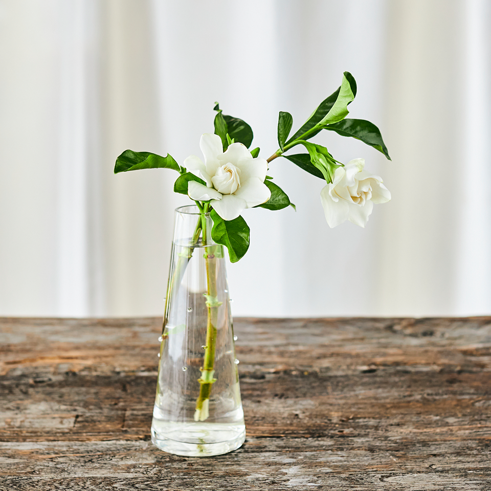 クチナシ 切花 のお手入れ方法 青山フラワーマーケット公式 花屋 花 花束 フラワーギフト 通販