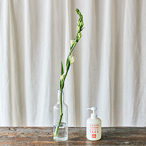 チューベローズのお手入れ方法 青山フラワーマーケット公式 花屋 花 花束 フラワーギフト 通販