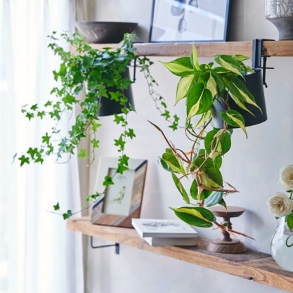 センダン　エディブルフラワー　飾り葉 センダン エディブルフラワー 飾り葉