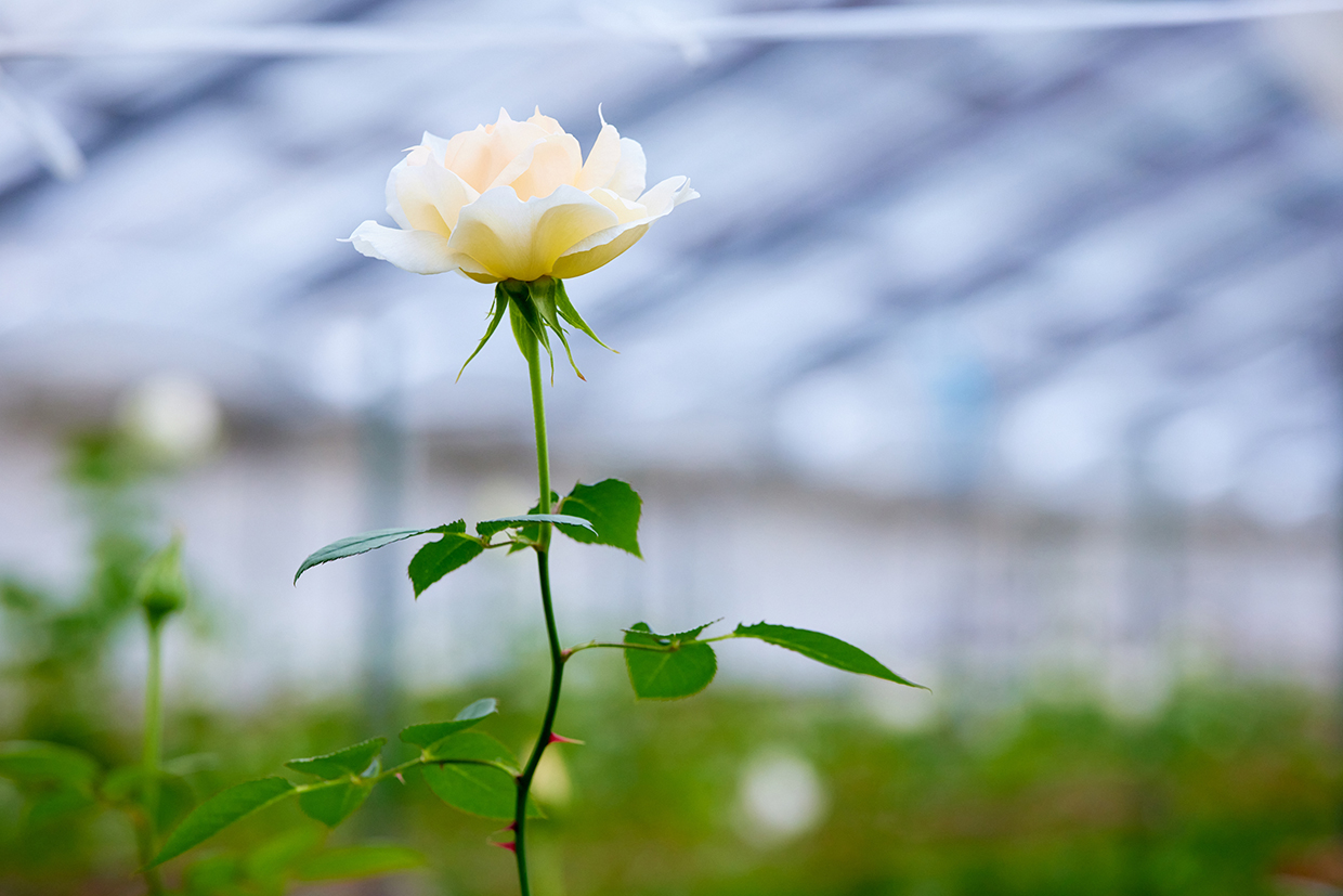ガーデンで一面に咲き誇るバラが芳しく漂う「ローズ」の香り | 青山