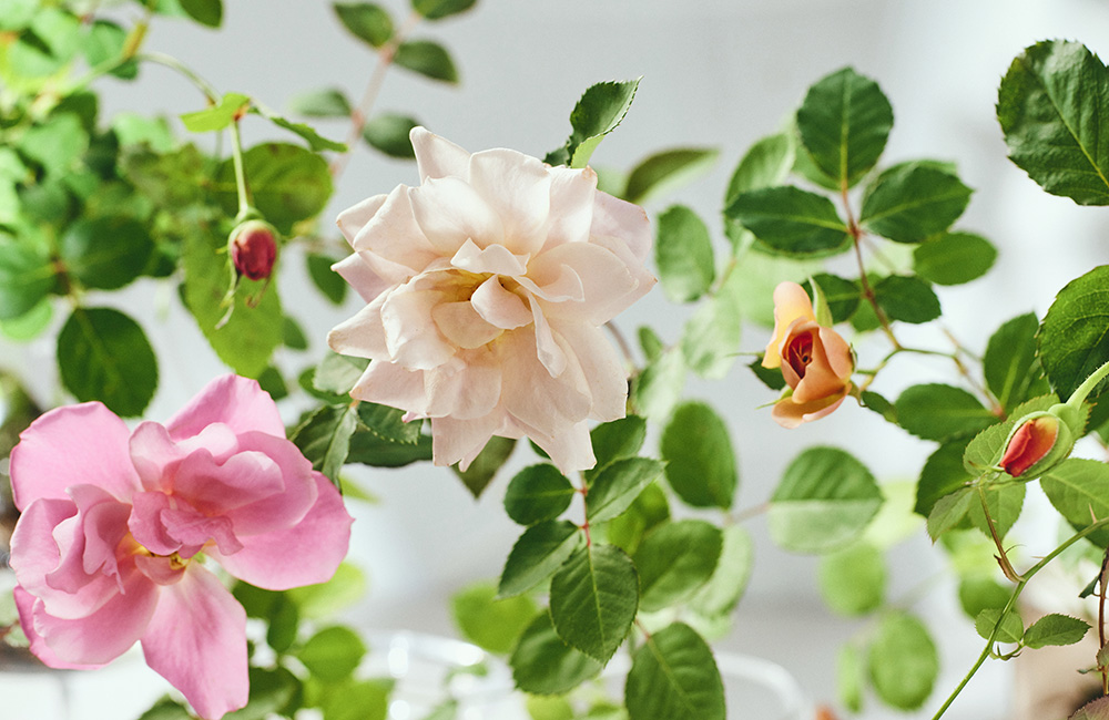 薔薇のお部屋専用　予約品 ばらと暮らす、新しいスタイルの提案。 WABARA「おへやで育てる