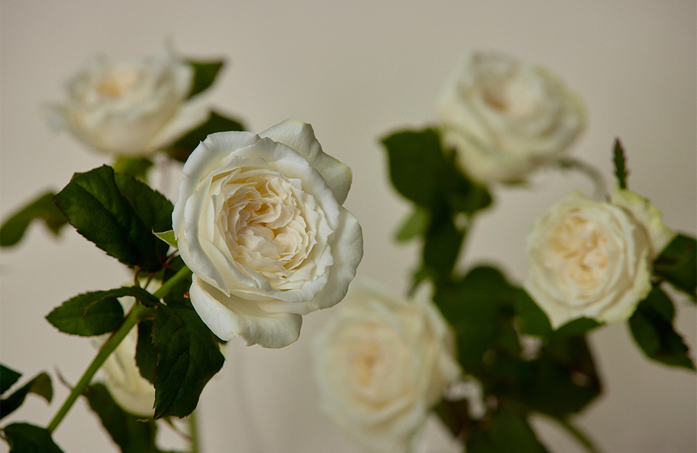 MSTバラサンハンドル 3000番 希少ファッション 通販 ☆希少☆バラサン