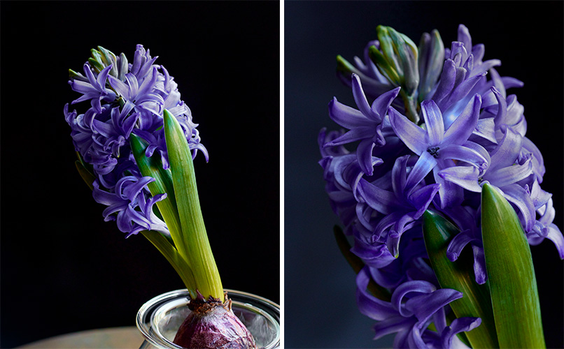 ラブ ストーン 香蘭社 紫陽花9枚 ウオッカ7本香蘭社 『3出品まとめて