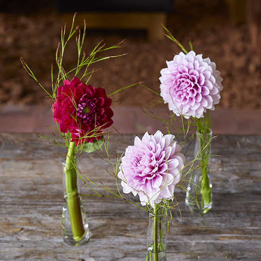 コラム-ONE FLOWER ONE GREEN | ダリア|花・フラワーギフトなら青山