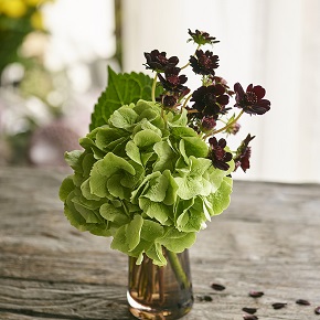 コラム-ONE FLOWER ONE GREEN | チョコレートコスモス×アジサイ|花