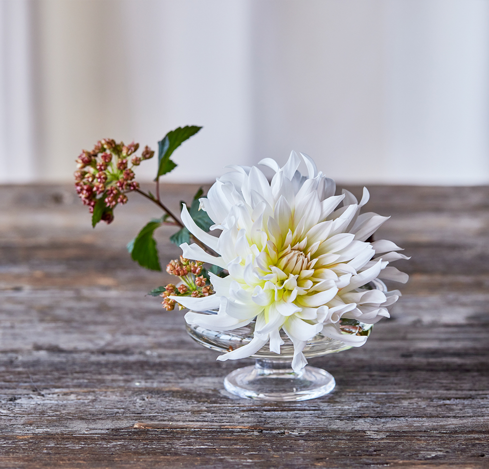 ダリア ディアボロ 青山フラワーマーケット公式 花屋 花 花束 フラワーギフト 通販 ダリア ディアボロ 青山フラワーマーケット公式 花屋 花 花束 フラワーギフト 通販